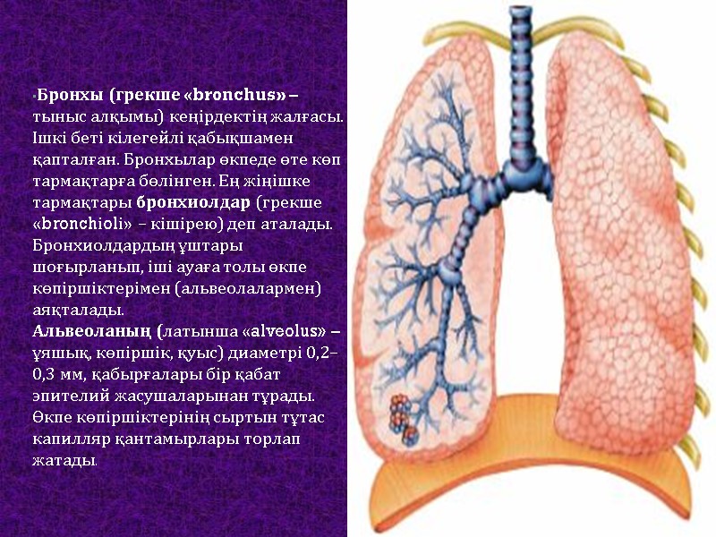 Бронхы (грекше «bronchus» – тыныс алқымы) кеңірдектің жалғасы. Ішкі беті кілегейлі қабықшамен қапталған. Бронхылар